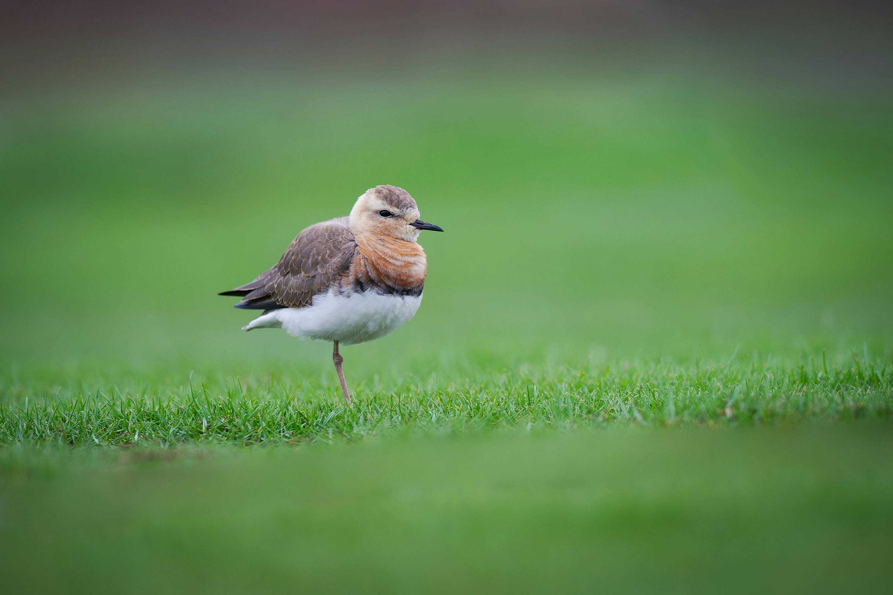 pexels-bitnik-31512930